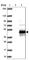 Cytochrome C Oxidase Assembly Factor Heme A:Farnesyltransferase COX10 antibody, HPA032005, Atlas Antibodies, Western Blot image 