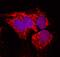 Ro antibody, AF5928, R&D Systems, Immunofluorescence image 
