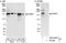 PHD And Ring Finger Domains 1 antibody, A302-044A, Bethyl Labs, Immunoprecipitation image 
