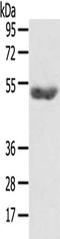 GPAT4 antibody, orb525285, Biorbyt, Western Blot image 