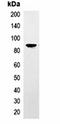 TAP Tag antibody, orb323066, Biorbyt, Immunoprecipitation image 