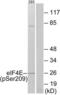 Eukaryotic Translation Initiation Factor 4E antibody, LS-C117342, Lifespan Biosciences, Western Blot image 