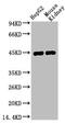Alpha-Methylacyl-CoA Racemase antibody, orb688365, Biorbyt, Western Blot image 