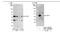 F11 Receptor antibody, NBP1-49908, Novus Biologicals, Western Blot image 