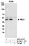 Pelota MRNA Surveillance And Ribosome Rescue Factor antibody, A305-446A, Bethyl Labs, Immunoprecipitation image 
