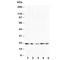 Fibroblast Growth Factor 10 antibody, R30526, NSJ Bioreagents, Western Blot image 