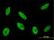 Cyclin Dependent Kinase Like 1 antibody, LS-B6188, Lifespan Biosciences, Immunofluorescence image 