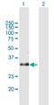 Ring Finger Protein 115 antibody, H00027246-B01P, Novus Biologicals, Western Blot image 