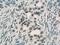 General Transcription Factor IIi antibody, 10499-1-AP, Proteintech Group, Immunohistochemistry frozen image 