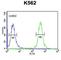 Transcriptional Regulating Factor 1 antibody, abx034337, Abbexa, Western Blot image 