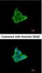 Cytokine Inducible SH2 Containing Protein antibody, NBP1-30943, Novus Biologicals, Immunocytochemistry image 