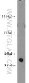 Zinc Binding Alcohol Dehydrogenase Domain Containing 2 antibody, 14679-1-AP, Proteintech Group, Western Blot image 