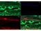 Beta-Actin antibody, A01263, Boster Biological Technology, Immunohistochemistry paraffin image 