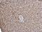 Enoyl-CoA Hydratase, Short Chain 1 antibody, GTX114375, GeneTex, Immunohistochemistry paraffin image 