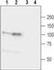 Neuroligin 1 antibody, PA5-77522, Invitrogen Antibodies, Western Blot image 