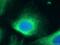 CAP-Gly Domain Containing Linker Protein Family Member 4 antibody, 17044-1-AP, Proteintech Group, Immunofluorescence image 