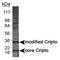 Teratocarcinoma-Derived Growth Factor 1 antibody, PA1-16534, Invitrogen Antibodies, Western Blot image 