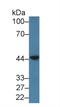 Proteasome 26S Subunit, Non-ATPase 6 antibody, LS-C696769, Lifespan Biosciences, Western Blot image 