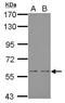 NADPH Oxidase 1 antibody, NBP1-31546, Novus Biologicals, Western Blot image 