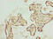 Thyroid Hormone Receptor Interactor 13 antibody, CSB-PA623008LA01HU, Cusabio, Immunohistochemistry frozen image 
