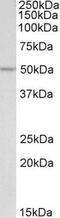 POU Class 2 Homeobox 3 antibody, PA5-19303, Invitrogen Antibodies, Western Blot image 