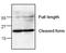 Matrix metalloproteinase-3 antibody, AP22793PU-N, Origene, Western Blot image 