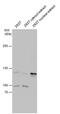 Hexokinase Domain Containing 1 antibody, PA5-35894, Invitrogen Antibodies, Western Blot image 