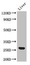 Glutathione S-Transferase Alpha 1 antibody, CSB-PA009970HA01HU, Cusabio, Western Blot image 