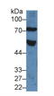 Frizzled Class Receptor 1 antibody, LS-C293976, Lifespan Biosciences, Western Blot image 