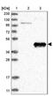 ABP1 antibody, NBP1-89067, Novus Biologicals, Western Blot image 