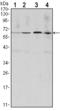 Cyclin B1 antibody, STJ97976, St John