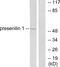 Presenilin 1 antibody, LS-C118561, Lifespan Biosciences, Western Blot image 