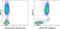 TNF Superfamily Member 9 antibody, 25-1579-41, Invitrogen Antibodies, Flow Cytometry image 