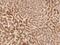 Zinc Finger Protein 101 antibody, 207612-T08, Sino Biological, Immunohistochemistry frozen image 