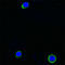 Interleukin 21 antibody, 514303, BioLegend, Immunofluorescence image 