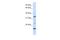 Arginine-Fifty Homeobox antibody, A17101, Boster Biological Technology, Western Blot image 