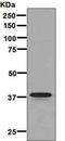Glycophorin A (MNS Blood Group) antibody, ab129024, Abcam, Western Blot image 