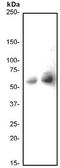 c-Myc antibody, TA303607, Origene, Western Blot image 