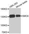 Structural Maintenance Of Chromosomes 6 antibody, MBS128087, MyBioSource, Western Blot image 