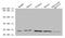 Orosomucoid 2 antibody, LS-B11409, Lifespan Biosciences, Western Blot image 