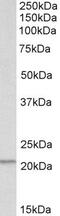 Proteasome subunit beta type-9 antibody, PA5-19384, Invitrogen Antibodies, Western Blot image 