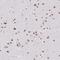 Serine And Arginine Rich Splicing Factor 7 antibody, PA5-63368, Invitrogen Antibodies, Immunohistochemistry paraffin image 