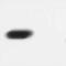 RNA Polymerase II Subunit A antibody, ab817, Abcam, Western Blot image 