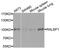 RALBP1 antibody, A1140, ABclonal Technology, Western Blot image 