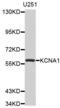 Potassium voltage-gated channel subfamily A member 1 antibody, abx002176, Abbexa, Western Blot image 