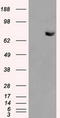 Histone deacetylase 10 antibody, LS-C114834, Lifespan Biosciences, Western Blot image 