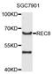 REC8 Meiotic Recombination Protein antibody, STJ111370, St John