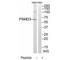 Proteasome 26S Subunit, Non-ATPase 3 antibody, A08767, Boster Biological Technology, Western Blot image 