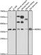 WD Repeat Domain 61 antibody, A15520, ABclonal Technology, Western Blot image 