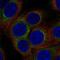 AP-3 complex subunit delta-1 antibody, PA5-67344, Invitrogen Antibodies, Immunofluorescence image 
